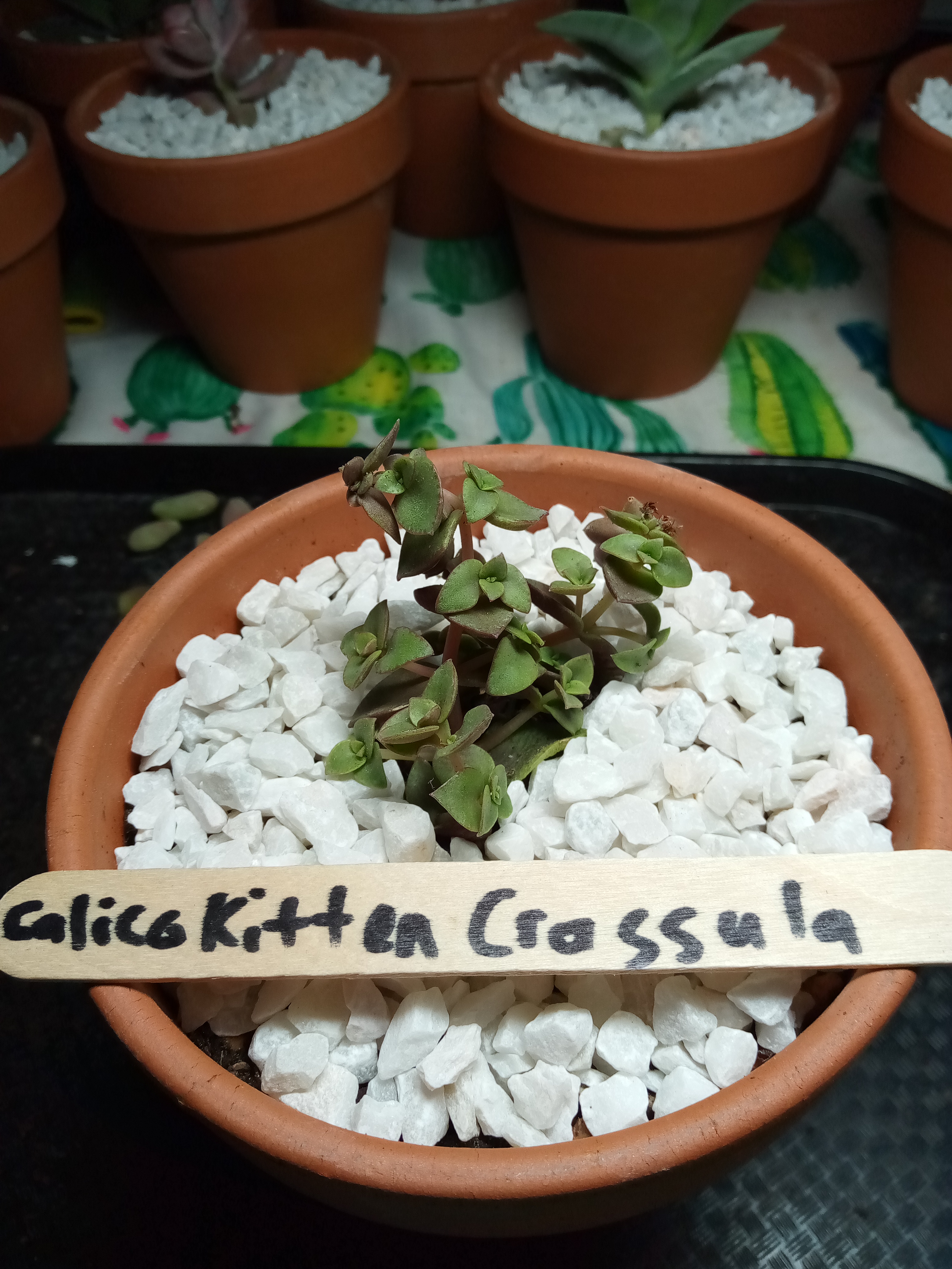 Calico Kitten Crassula.jpg